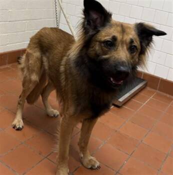 A886395 -  German Shepherd Dog Dog for Adoption in Camarillo, California - A886395 | PetCurious