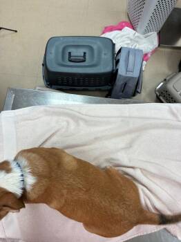 Judah -  Mixed Breed Dog for Adoption in Bossier City, Louisiana - Judah | PetCurious