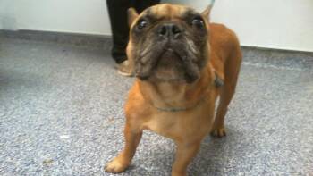 LILY -  French Bulldog and Mixed Breed Dog for Adoption in Charlotte, North Carolina - LILY | PetCurious