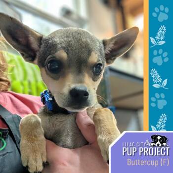Buttercup -  Chihuahua Dog for Adoption in Spokane, Washington - Buttercup | PetCurious