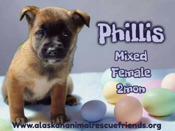 Labrador Retriever and Shepherd Dogs Available for Adoption - Phillis | PetCurious
