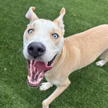 Petrie AKA Storm 5241 -  Mixed Breed Dog Available for Adoption in Loxahatchee Groves, Florida - Petrie AKA Storm 5241 | PetCurious