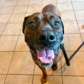 Draco -  Boxer Dog for Adoption in Lenexa, Kansas - Draco | PetCurious