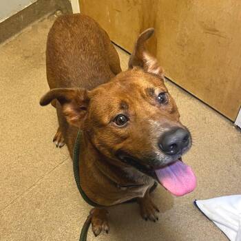 Mixed Breed Dogs Available for Adoption - Barnacle | PetCurious