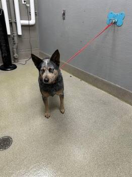 Australian Cattle Dog Blue Heeler Dogs Available for Adoption - MAXIMUS | PetCurious