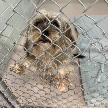 Gadget -  Mixed Breed Dog for Adoption in Newark, New Jersey - Gadget | PetCurious
