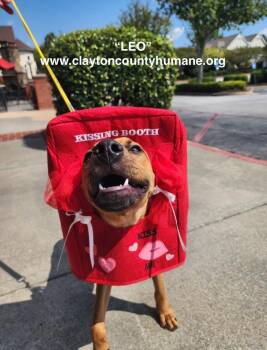 Rescue Catahoula Leopard Dog Dogs for Adoption in Locust Grove, Georgia - Leo - Dog | PetCurious