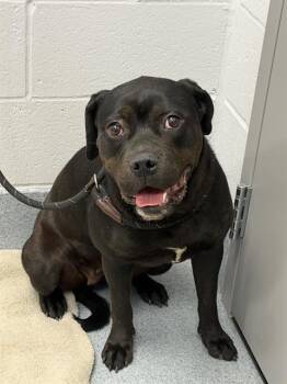 STASSIE -  Boxer Dog Available for Adoption in Indianapolis, Indiana - STASSIE | PetCurious