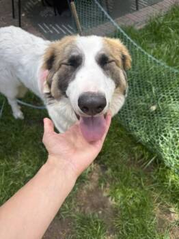 Mira -  Great Pyrenees Dog for Adoption in Denver, Colorado - Mira | PetCurious