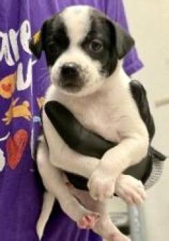 Gnocchi -  Mixed Breed Dog for Adoption in Lawrenceville, Georgia - Gnocchi | PetCurious