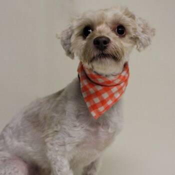 Waffle -  Bichon Frise Dog for Adoption in Washington, District Of Columbia - Waffle | PetCurious