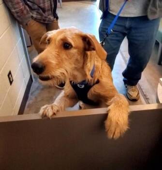 Airedale Terrier and Mixed Breed Dogs Available for Adoption - Luke | PetCurious