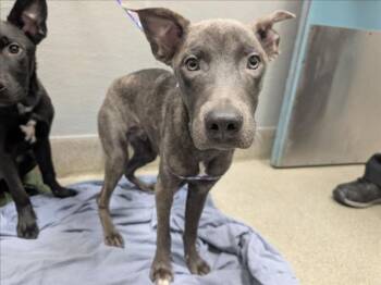 FABU -  Belgian Shepherd Malinois Dog for Adoption in Las Vegas, Nevada - FABU | PetCurious
