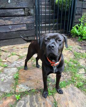 Rescue Cane Corso and Black Labrador Retriever Dogs for Adoption in Wills Point, Texas - Lady | PetCurious