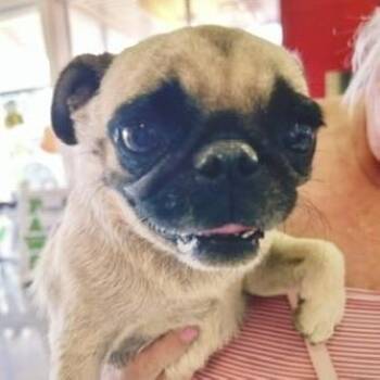 Lola -  Pug Dog for Adoption in Boulder, Colorado - Lola | PetCurious