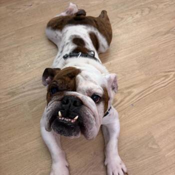 Sir Mix A Lot 14538 -  English Bulldog Dog for Adoption in San Francisco, California - Sir Mix A Lot 14538 | PetCurious