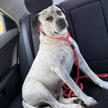 Oliver FOUND -  American Bulldog Dog for Adoption in Rochester, Minnesota - Oliver FOUND | PetCurious