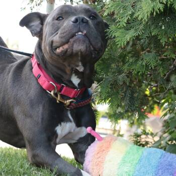 Rocky Balboa -  Mixed Breed Dog Available for Adoption in Philadelphia, Pennsylvania - Rocky Balboa | PetCurious