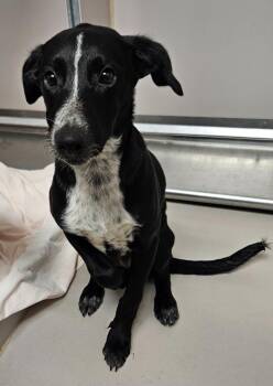 Butch -  Collie and Mixed Breed Dog for Adoption in Sherwood, Arkansas - Butch | PetCurious