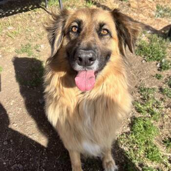 Retriever and Shepherd Dogs Available for Adoption in Spokane, Washington - Bristol | PetCurious