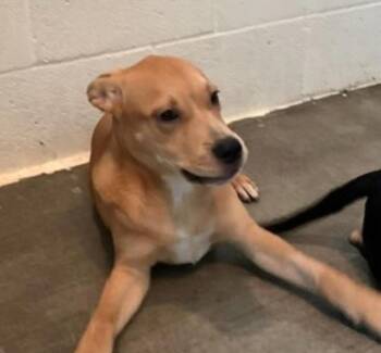 Clover Available 8/20 -  Hound Dog for Adoption in Elmsford, New York - Clover Available 8/20 | PetCurious
