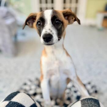 Bowie -  Jack Russell Terrier Dog for Adoption in La Grange, Kentucky - Bowie | PetCurious