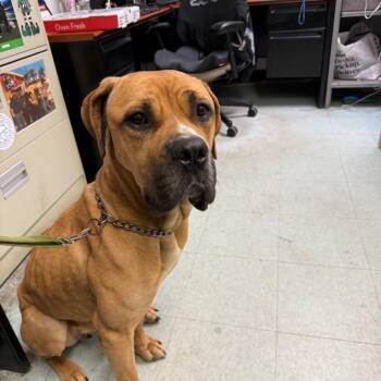Cane Corso Dogs Available for Adoption in Philadelphia, Pennsylvania - Lexi | PetCurious
