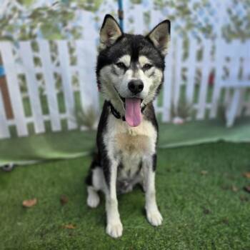 Siberian Husky Dogs Available for Adoption in Long Beach, California - MALO | PetCurious