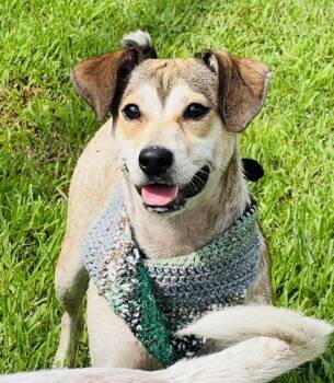 Violet $85 -  Parson Russell Terrier and Mixed Breed Dog for Adoption in Seneca, South Carolina - Violet $85 | PetCurious