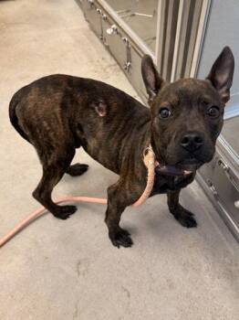 Claude -  Pit Bull Terrier Dog for Adoption in Cleveland, Ohio - Claude | PetCurious