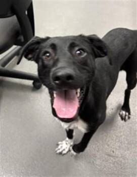 KIMMIE/STELLA -  Labrador Retriever Dog for Adoption in Corpus Christi, Texas - KIMMIE/STELLA | PetCurious