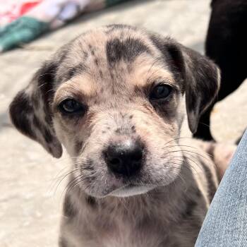 Catahoula Leopard Dog Dogs Available for Adoption - Harlow Huzzah | PetCurious