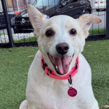 Rescue Labrador Retriever Dogs for Adoption - Buddy | PetCurious