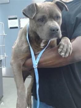 DASH -  Pit Bull Terrier and Mixed Breed Dog for Adoption in Salinas, California - DASH | PetCurious
