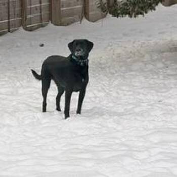 Sasha #7301 -  Labrador Retriever Dog for Adoption in Louisville, Kentucky - Sasha #7301 | PetCurious