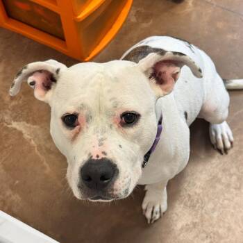 Remi -  English Bulldog and Mixed Breed Dog for Adoption in Riverwoods, Illinois - Remi | PetCurious