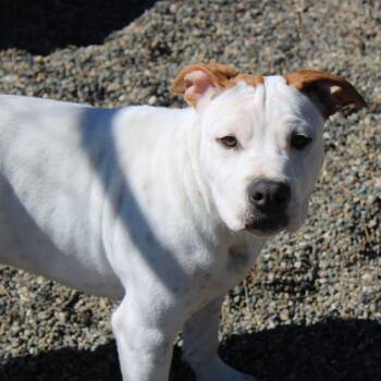 American Staffordshire Terrier Dogs Available for Adoption - Rhythm | PetCurious