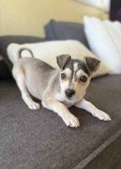Terrier and Mixed Breed Dogs Available for Adoption in Honolulu, Hawaii - Poochyena | PetCurious
