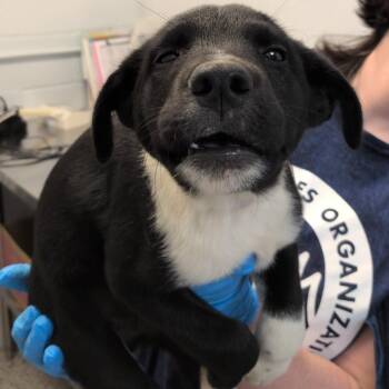 Apple Cobbler -  Labrador Retriever and Collie Dog for Adoption in Hattiesburg, Mississippi - Apple Cobbler | PetCurious