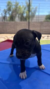 Hype -  American Bully Dog for Adoption in Phoenix, Arizona - Hype | PetCurious