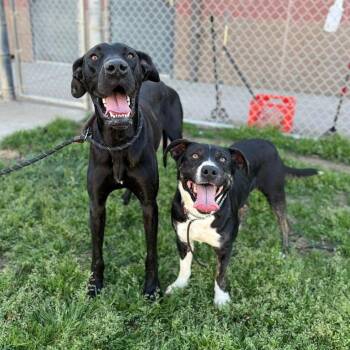 Pit Bull Terrier and Cattle Dog Dogs Available for Adoption in Turlock, California - Aster | PetCurious