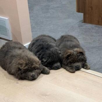 Chow Chow Dogs Available for Adoption in Fargo, North Dakota - Polie | PetCurious