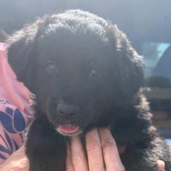 Molly Muffin -  Border Collie and Mixed Breed Dog Available for Adoption in Midland, Texas - Molly Muffin | PetCurious