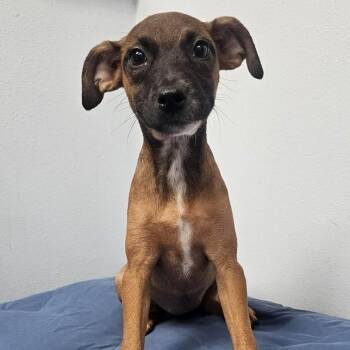 Altra -  Mixed Breed Dog for Adoption in Buffalo, Minnesota - Altra | PetCurious