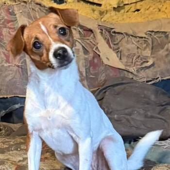 Kiko -  Mixed Breed Dog for Adoption in Madison, Wisconsin - Kiko | PetCurious