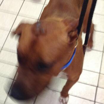 Cornbread Old Red -  Mixed Breed Dog for Adoption in Charleston, West Virginia - Cornbread Old Red | PetCurious