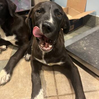 Mixed Breed Dogs Available for Adoption in Chattanooga, Tennessee - Pizza Hut | PetCurious