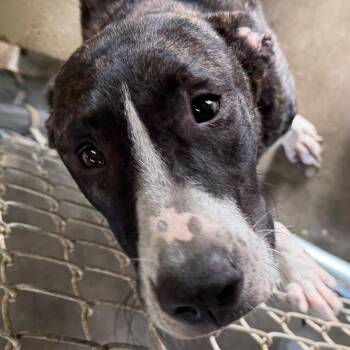 Simba -  Hound and Catahoula Leopard Dog Dog for Adoption in Bronson, Florida - Simba | PetCurious