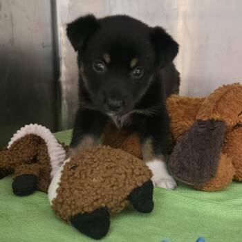 Buckee -  Shepherd and Mixed Breed Dog for Adoption in Nashville, Tennessee - Buckee | PetCurious