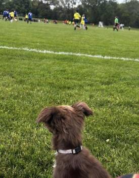 Calliope -  Australian Shepherd Dog for Adoption in Cheektowaga, New York - Calliope | PetCurious